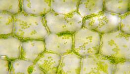 Pflanzenzellkulturen & Algen