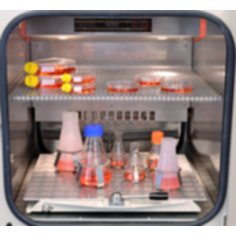 Shelves for Incubator Shakers - Kuhner Shaker